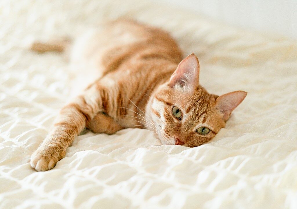 E-kerékpározás macskákkal: hogyan tanítsd meg macskádat kosárban utazni 4