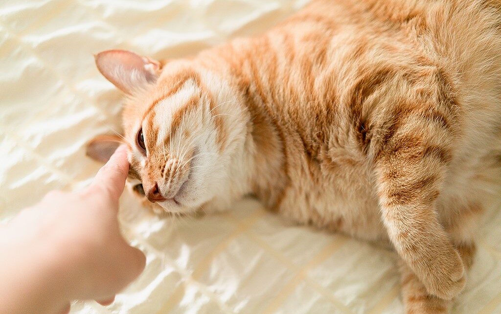 E-kerékpározás macskákkal: hogyan tanítsd meg macskádat kosárban utazni 6